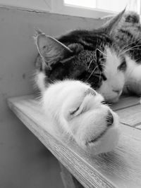 High angle view of cat sleeping on floor