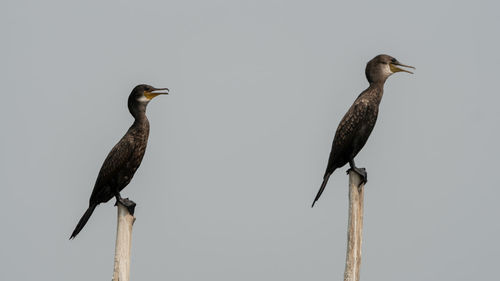 Birds perching on wooden post
