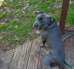 High angle view of dog on grass