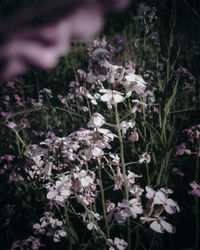 Close-up of white flowering plants on field