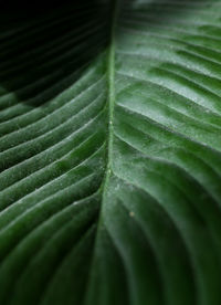 Full frame shot of leaf