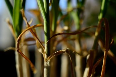 Close-up of plant