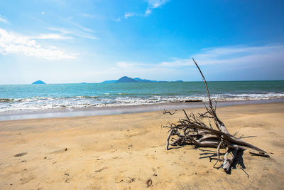 Driftwood on beach against sky