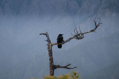 Low angle view of eagle perching on tree