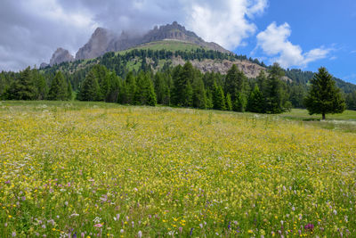 Scenic view of grassy field against cloudy sky