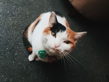 High angle view of cat sitting on floor