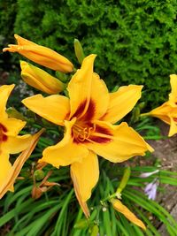 Close-up of yellow flowering plant