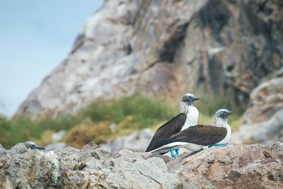 Close-up of blue-footed boobies on rock