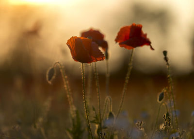 Close-up of flowering plant on field during sunset