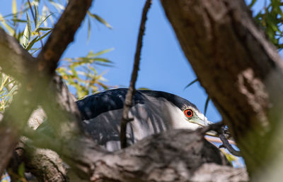 Low angle view of bird perching on tree