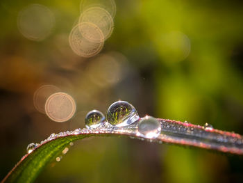 Fresh and clear dews