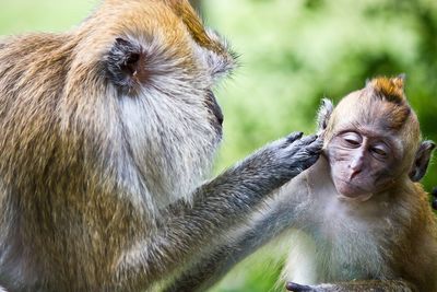 Close-up of monkeys