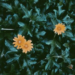 Close-up of flowers blooming outdoors