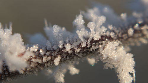 Close-up of frozen plant