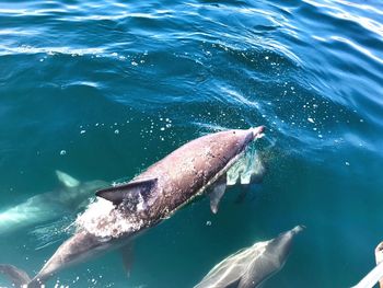 Dolphins swimming in sea