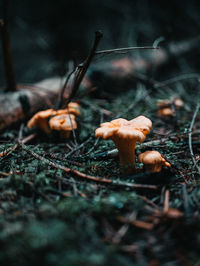 Close-up of mushroom growing on field