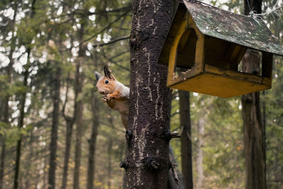 Squirrel on tree trunk