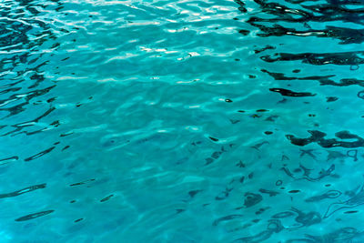 High angle view of fish swimming in sea