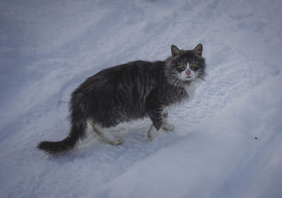 Portrait of cat on snow