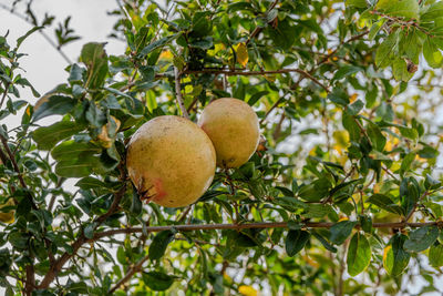 Low angle view of tree pome granate 