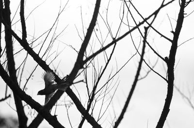 Low angle view of bare tree against clear sky