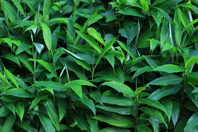 Full frame shot of fresh green leaves