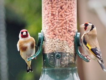 Close-up of birds perching on bird feeder