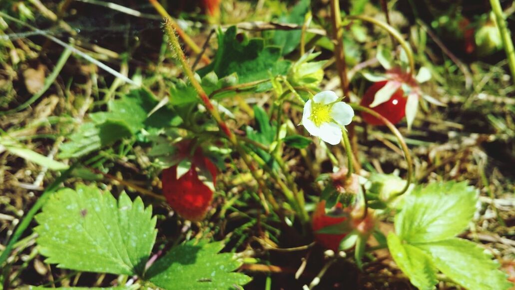 leaf, growth, freshness, red, plant, green color, close-up, nature, fruit, focus on foreground, beauty in nature, food and drink, selective focus, day, high angle view, growing, outdoors, no people, flower, food