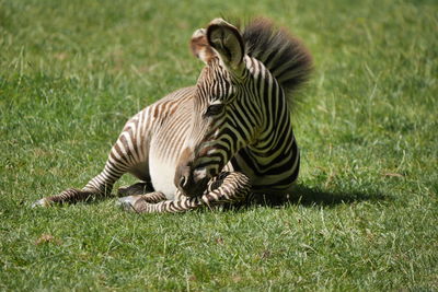 Zebra lying in a field