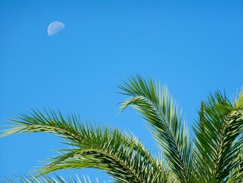 Low angle view of palm tree against blue sky