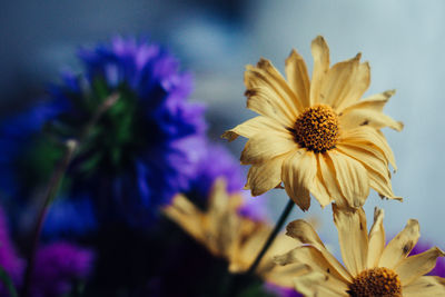 Close-up of yellow flowering plant