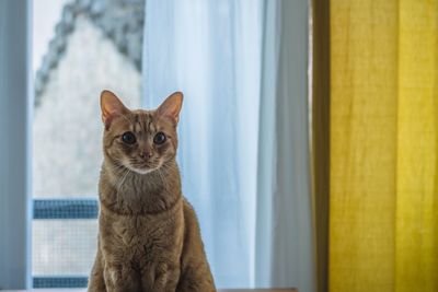 Portrait of cat by window at home