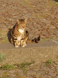 Cat sitting on field