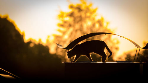 Low angle view of silhouette of cat against sky during sunset