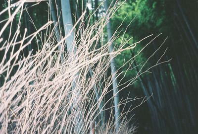 Close-up of grass growing on tree