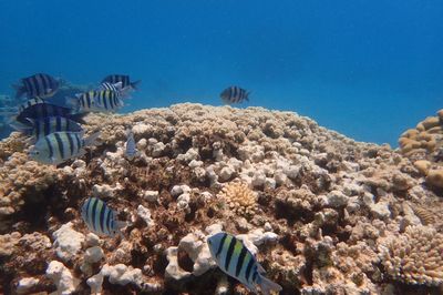 Fish swimming in sea