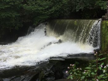 Scenic view of waterfall in forest