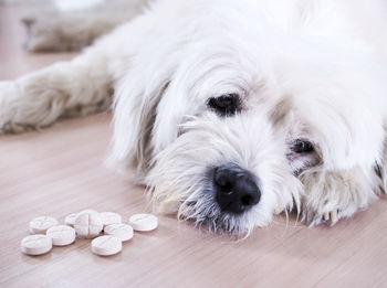 Close-up portrait of dog lying down