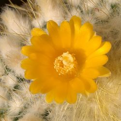 Close-up of yellow flowering plant