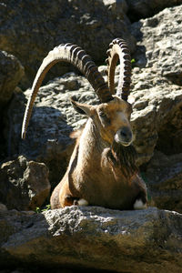 Deer sitting on rock