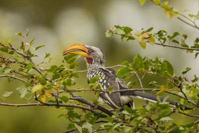 Bird perching on a tree