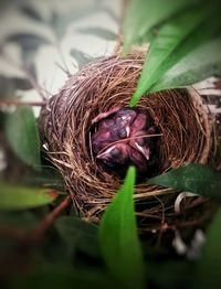 Close-up of bird nest on plant