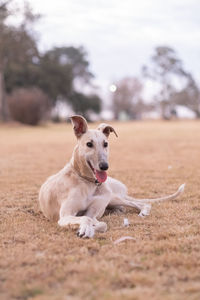 Portrait of greyhound dog