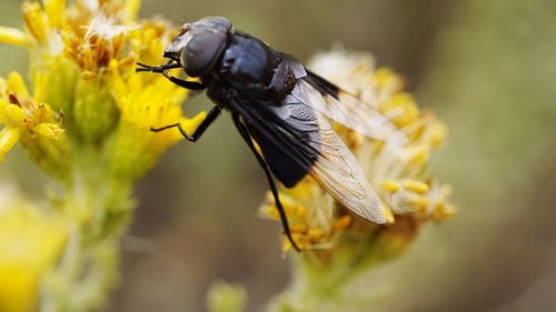 Close-up of bee pollinating on yellow flower