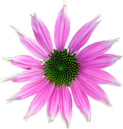 Close-up of purple coneflower blooming against white background