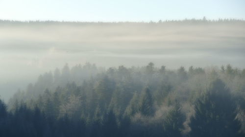 Trees in forest against sky