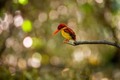 Bird perching on a tree