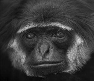 Close-up portrait of gibbon