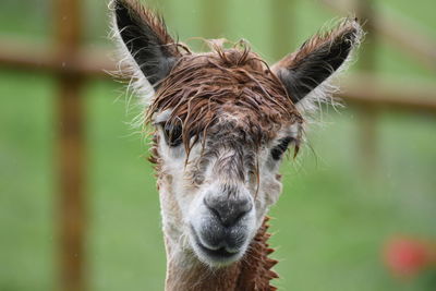 Close-up of giraffe