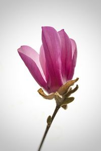 Close-up of flowers over white background